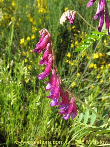 Vicia sp. #1397の写真