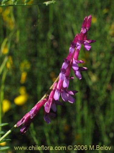 Vicia sp. #1397의 사진