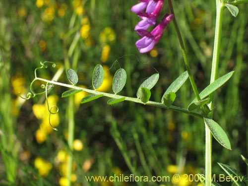 Imágen de Vicia sp. #1397 (). Haga un clic para aumentar parte de imágen.