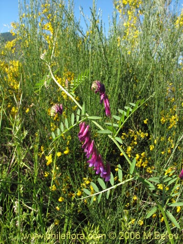 Imágen de Vicia sp. #1397 (). Haga un clic para aumentar parte de imágen.