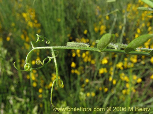 Vicia sp. #1397의 사진