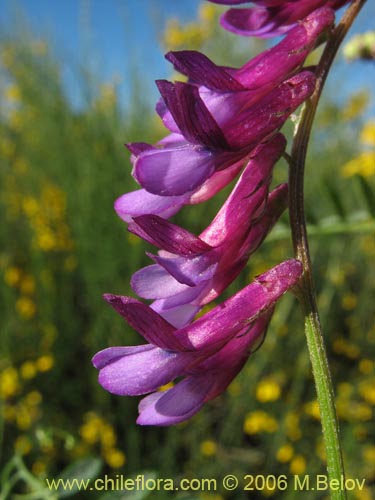 Image of Vicia sp.   #1397 (). Click to enlarge parts of image.