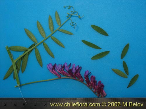Image of Vicia sp.   #1397 (). Click to enlarge parts of image.