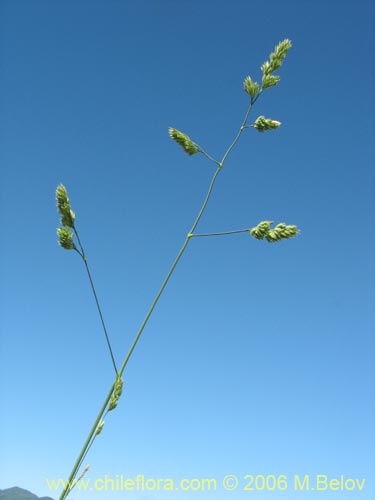 Image of Dactylis glomerata (). Click to enlarge parts of image.