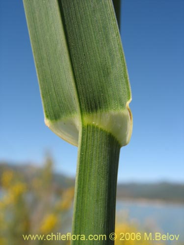 Dactylis glomerataの写真