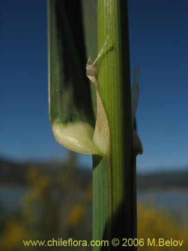 Dactylis glomerata的照片