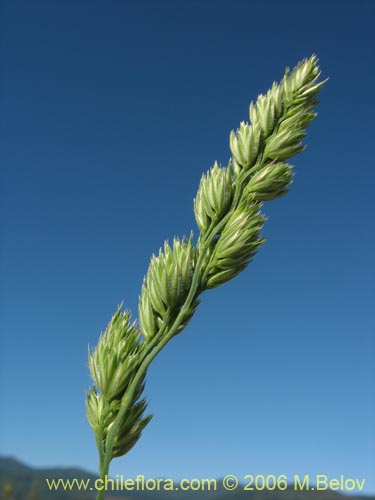 Image of Dactylis glomerata (). Click to enlarge parts of image.