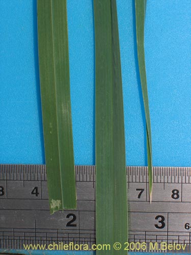 Image of Dactylis glomerata (). Click to enlarge parts of image.