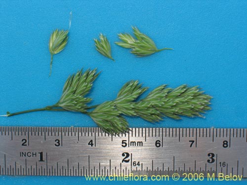 Image of Dactylis glomerata (). Click to enlarge parts of image.