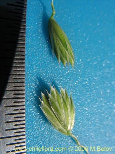 Image of Dactylis glomerata (). Click to enlarge parts of image.