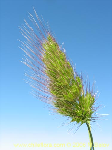 Bild von Poaceae sp. #1864 (). Klicken Sie, um den Ausschnitt zu vergrössern.