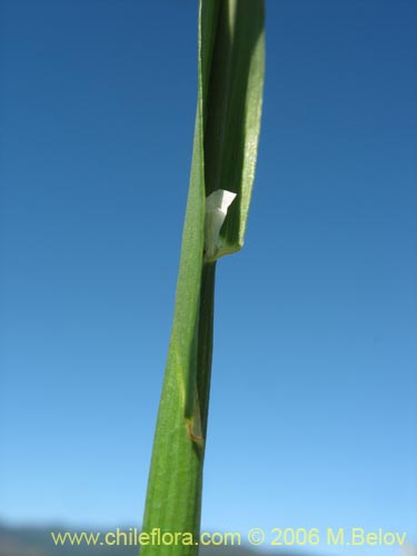 Bild von Poaceae sp. #1864 (). Klicken Sie, um den Ausschnitt zu vergrössern.