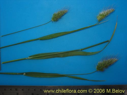 Poaceae sp. #1864의 사진