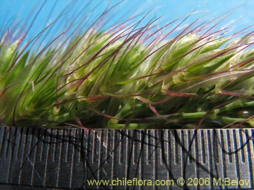 Poaceae sp. #1864의 사진