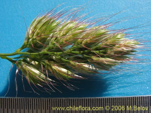 Poaceae sp. #1864の写真