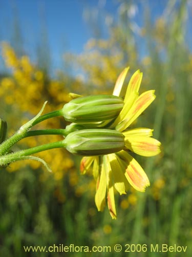 Asteraceae sp. #1865の写真