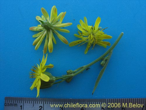 Фотография Asteraceae sp. #1865 (). Щелкните, чтобы увеличить вырез.