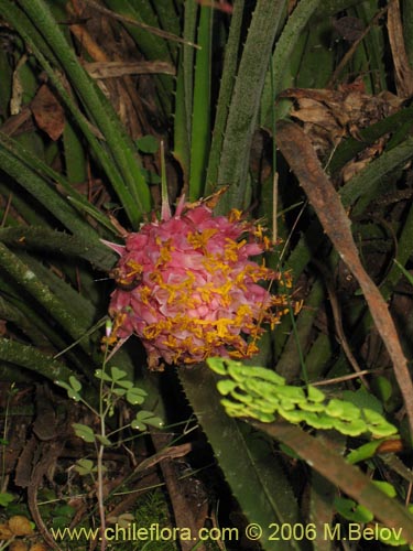 Image of Ochagavia carnea (Cardoncillo). Click to enlarge parts of image.