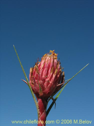 Image of Ochagavia carnea (Cardoncillo). Click to enlarge parts of image.