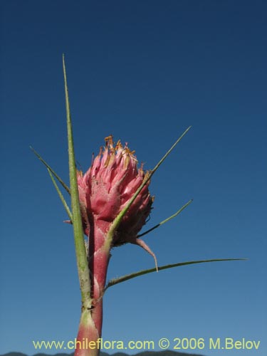 Image of Ochagavia carnea (Cardoncillo). Click to enlarge parts of image.