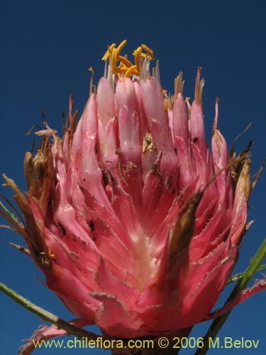 Bild von Ochagavia carnea (Cardoncillo). Klicken Sie, um den Ausschnitt zu vergrössern.