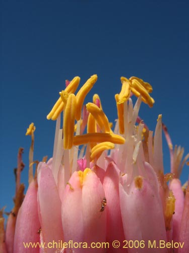 Bild von Ochagavia carnea (Cardoncillo). Klicken Sie, um den Ausschnitt zu vergrössern.