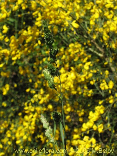 Imágen de Dactylis glomerata (). Haga un clic para aumentar parte de imágen.