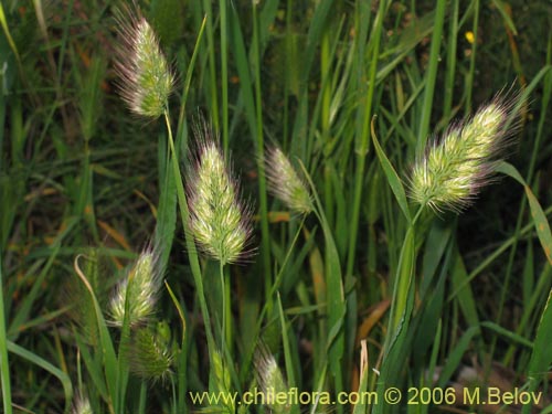 Poaceae sp. #1864の写真