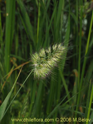 Image of Poaceae sp. #1864 (). Click to enlarge parts of image.