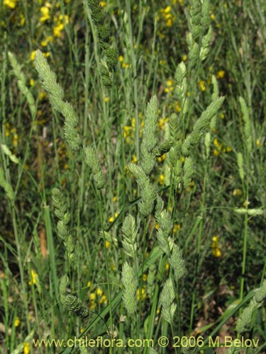 Image of Dactylis glomerata (). Click to enlarge parts of image.