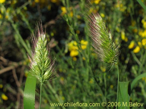 Poaceae sp. #1864の写真