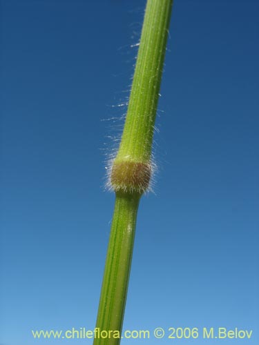 Poaceae sp. #1866的照片