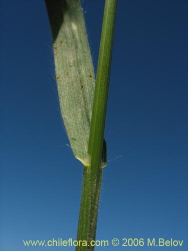 Poaceae sp. #1866의 사진