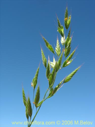 Imágen de Poaceae sp. #1866 (). Haga un clic para aumentar parte de imágen.