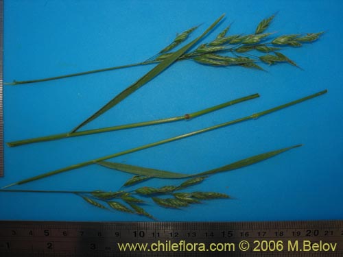 Poaceae sp. #1866の写真