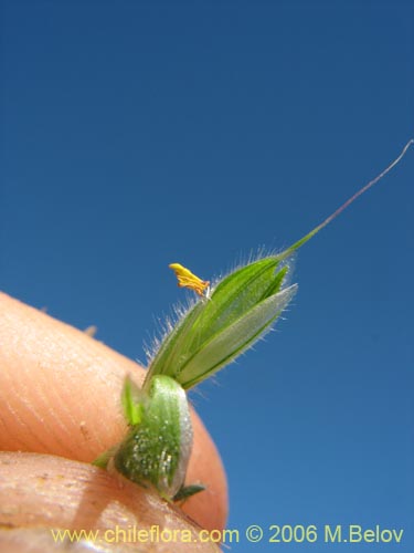 Bild von Poaceae sp. #1866 (). Klicken Sie, um den Ausschnitt zu vergrössern.