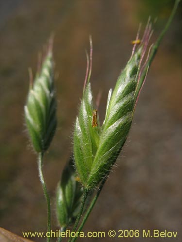 Poaceae sp. #1866의 사진