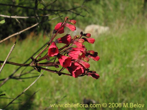 Bild von Bomarea salsilla (Salsilla / Zarcilla / Copihuito). Klicken Sie, um den Ausschnitt zu vergrössern.