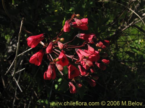 Image of Bomarea salsilla (Salsilla / Zarcilla / Copihuito). Click to enlarge parts of image.