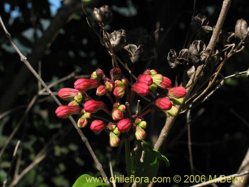 Image of Bomarea salsilla (Salsilla / Zarcilla / Copihuito). Click to enlarge parts of image.