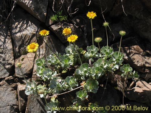 Image of Haplopappus sp. #1535 (). Click to enlarge parts of image.