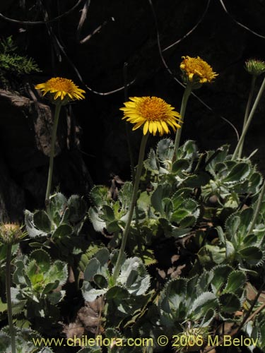 Bild von Haplopappus sp. #1535 (). Klicken Sie, um den Ausschnitt zu vergrössern.