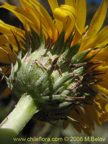 Image of Haplopappus sp. #1535 (). Click to enlarge parts of image.