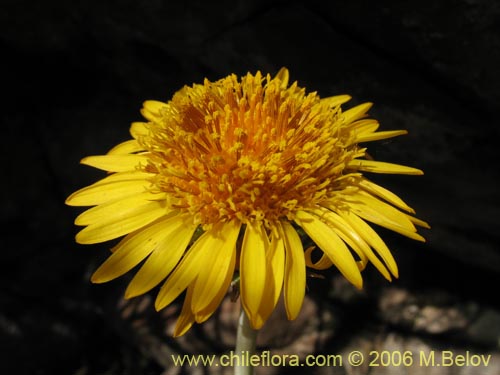 Haplopappus sp. #1535의 사진