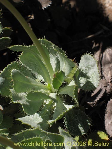 Imágen de Haplopappus sp. #1535 (). Haga un clic para aumentar parte de imágen.