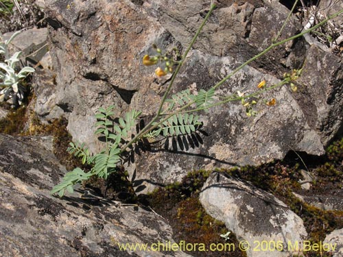 Imágen de Adesmia sp. #1646 (). Haga un clic para aumentar parte de imágen.