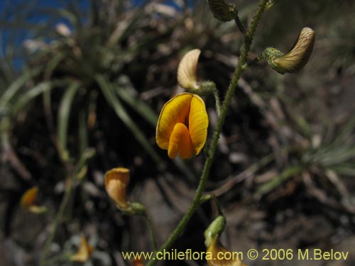 Imágen de Adesmia sp. #1646 (). Haga un clic para aumentar parte de imágen.