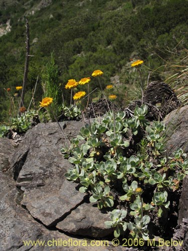 Bild von Haplopappus sp. #1535 (). Klicken Sie, um den Ausschnitt zu vergrössern.