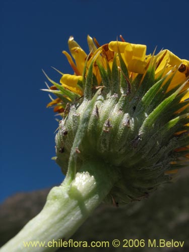 Bild von Haplopappus sp. #1535 (). Klicken Sie, um den Ausschnitt zu vergrössern.