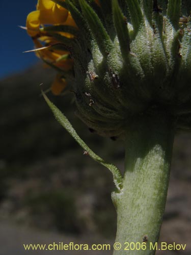 Haplopappus sp. #1535の写真